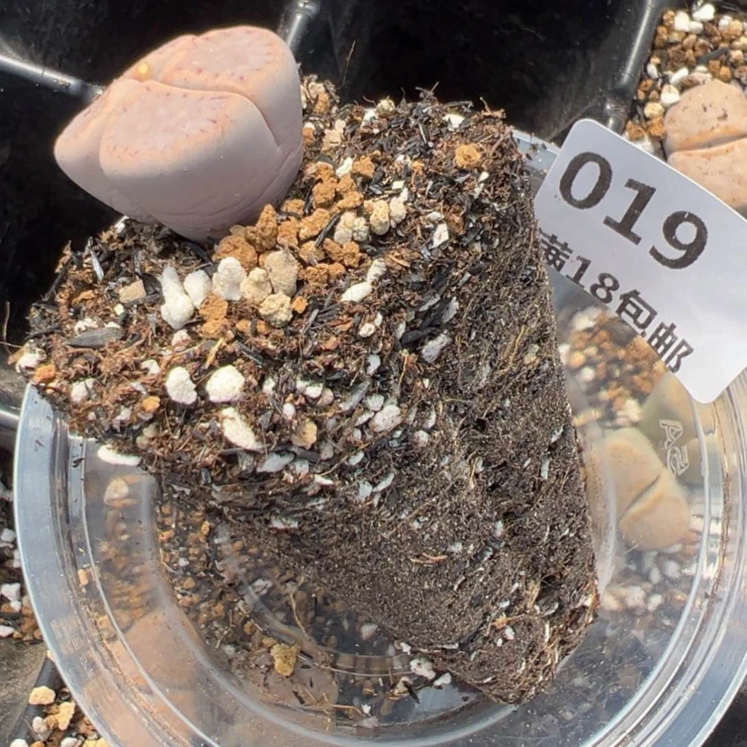 【闪购商品】芷*019……