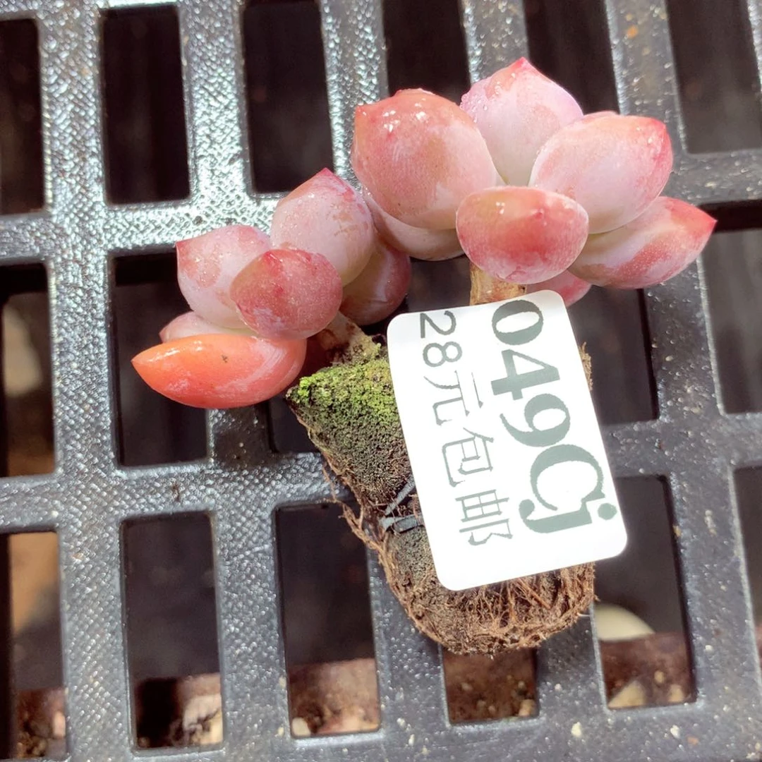 5厘米盆精控多肉049