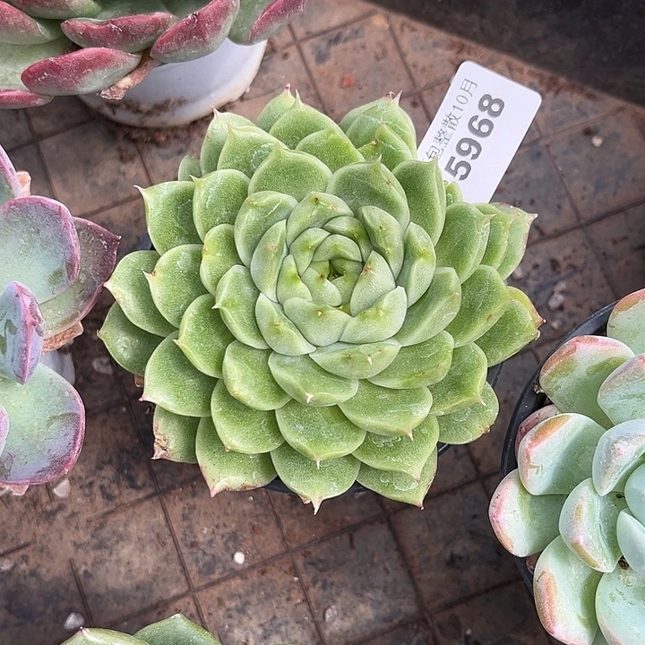 阿雅园艺。       5968麦秆大单