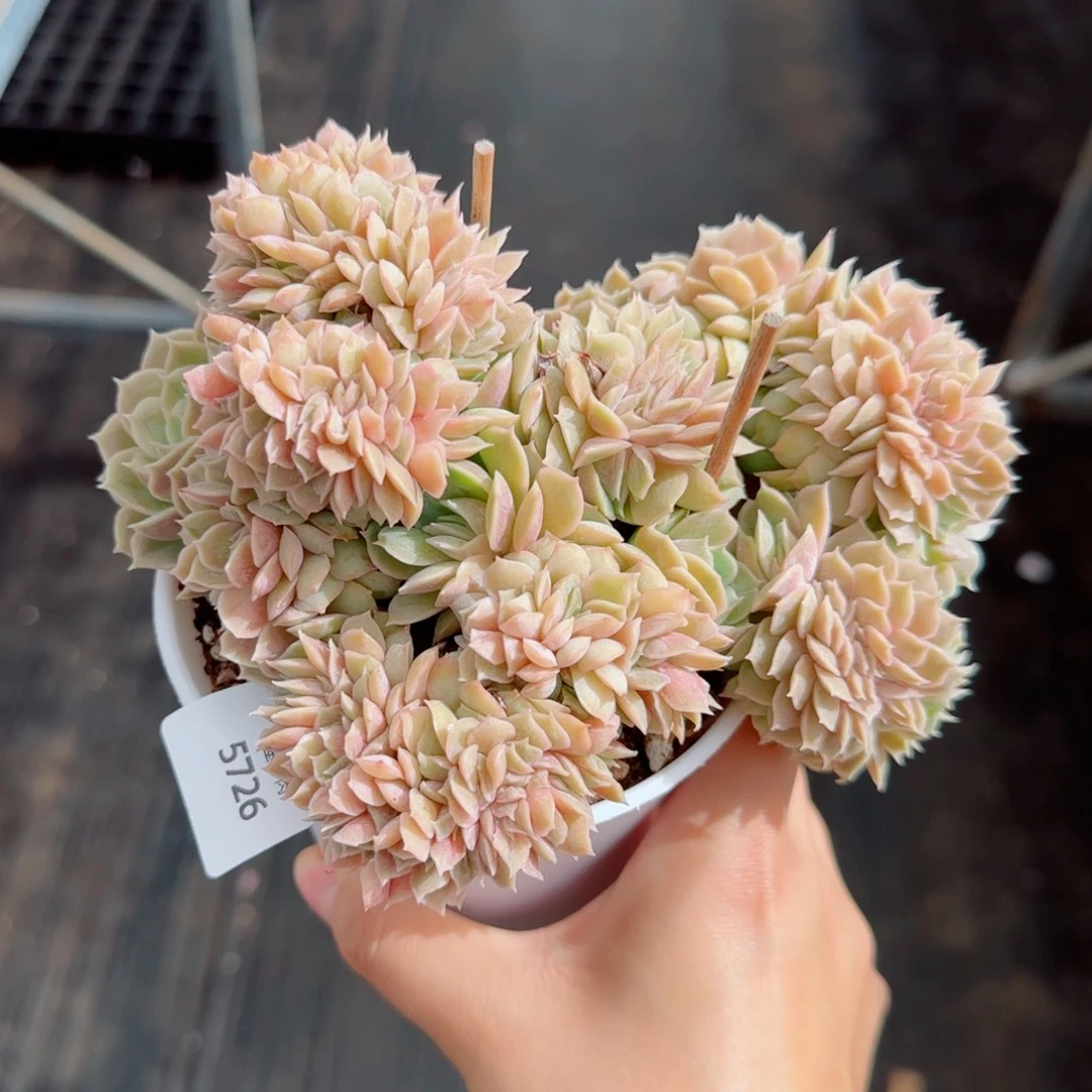 昂缀，5726多肉植物
