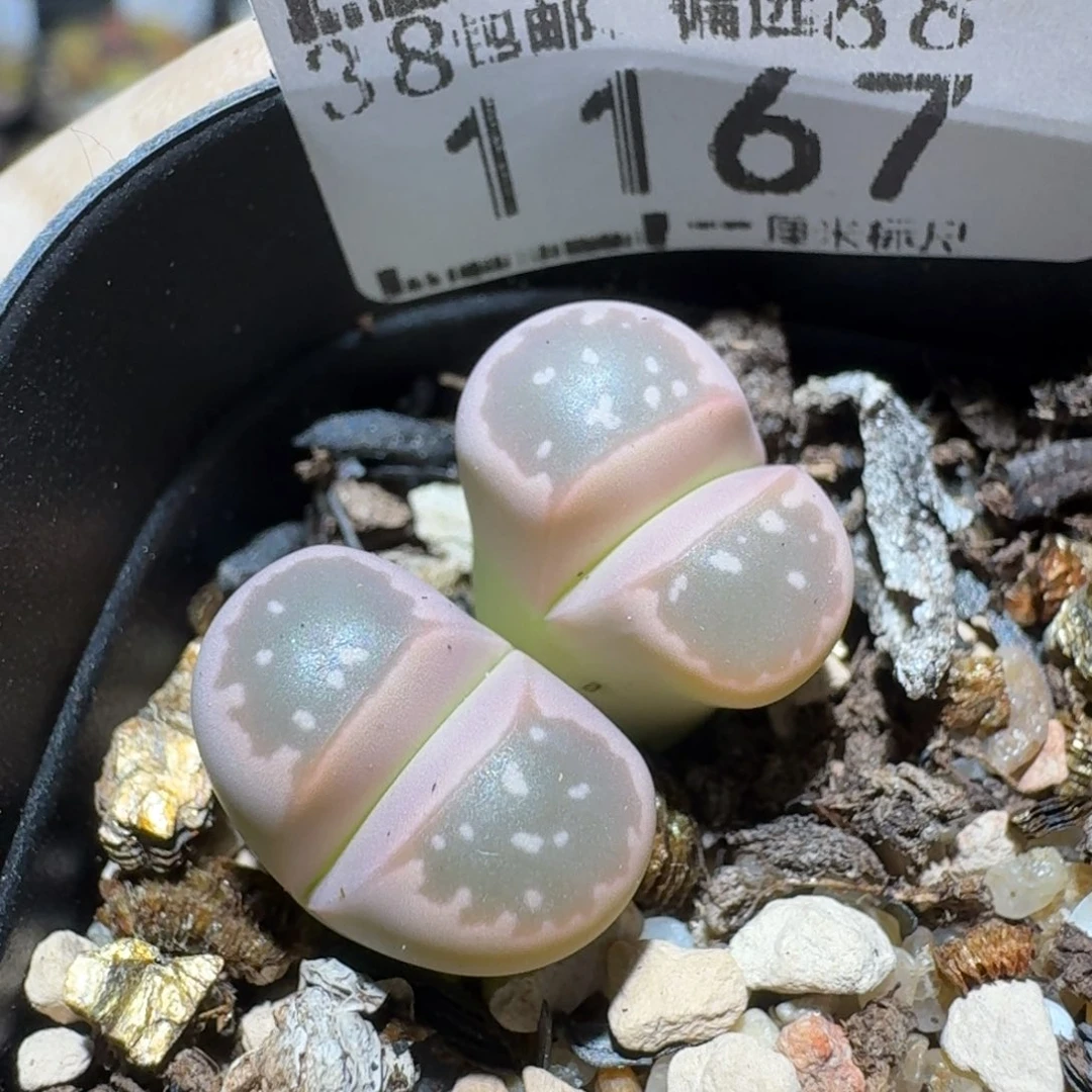 zzz生石花肉锥1167