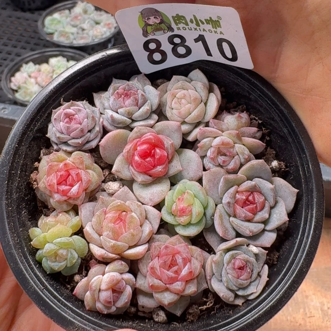 多肉植物多肉植物