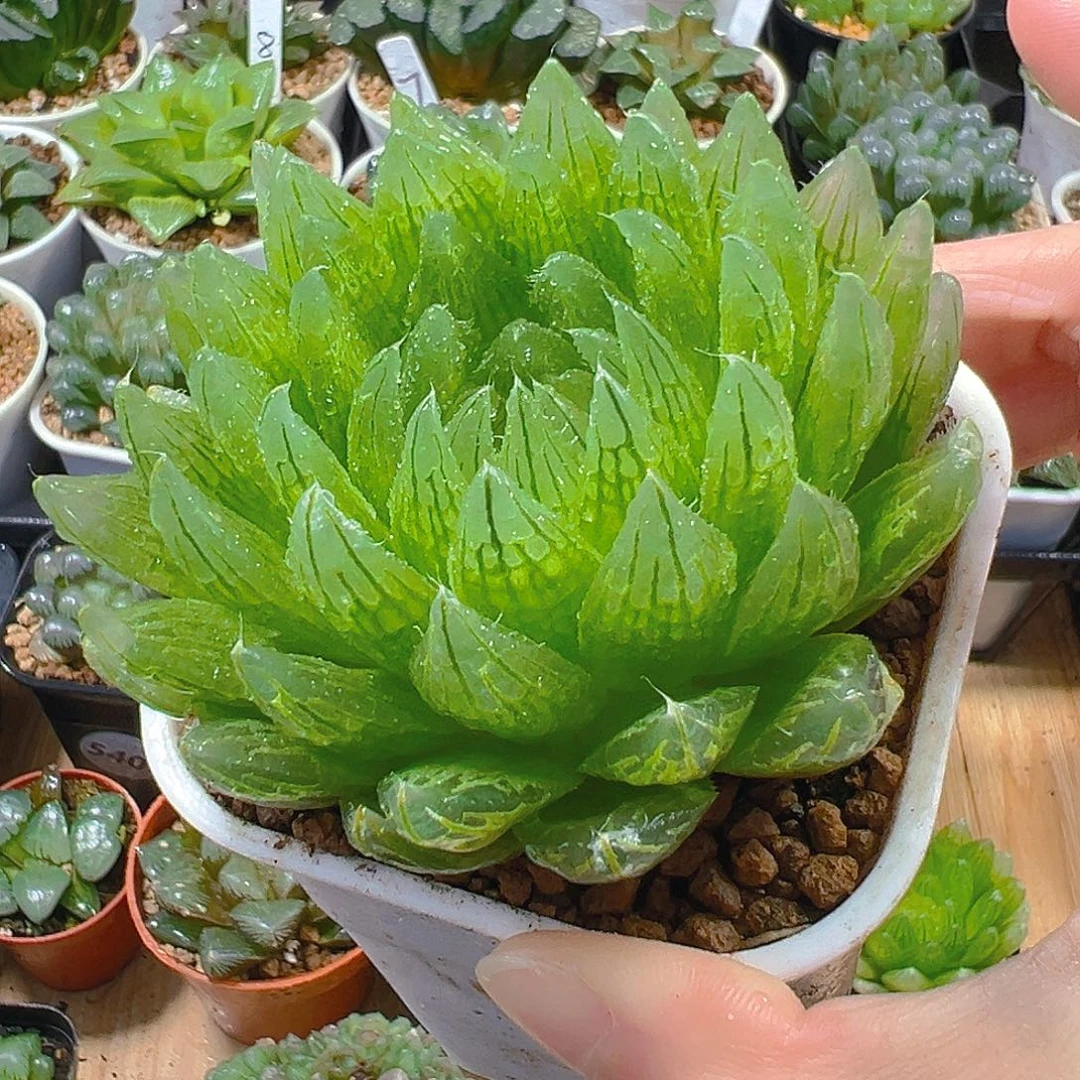 樱水晶母本玉露多肉植物一颗