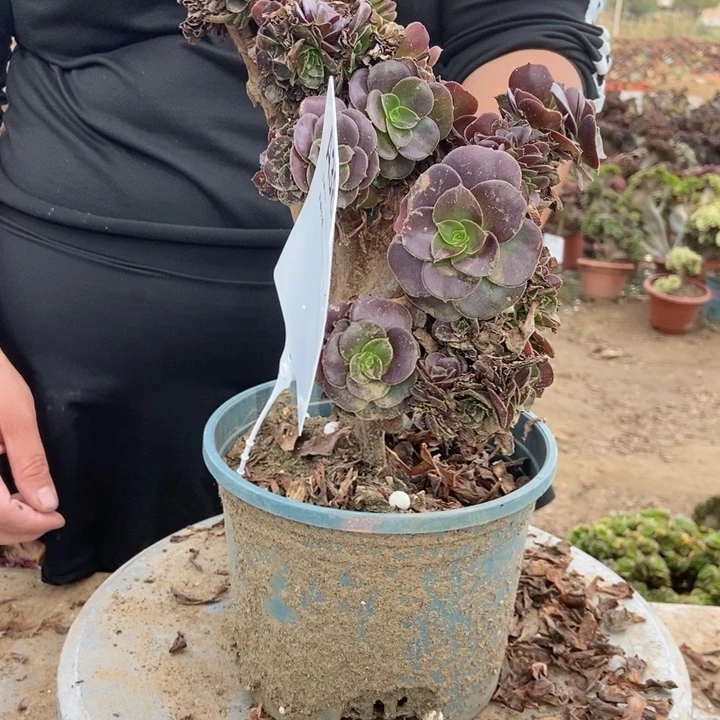 旋***漪382欧紫欧紫欧紫欧紫