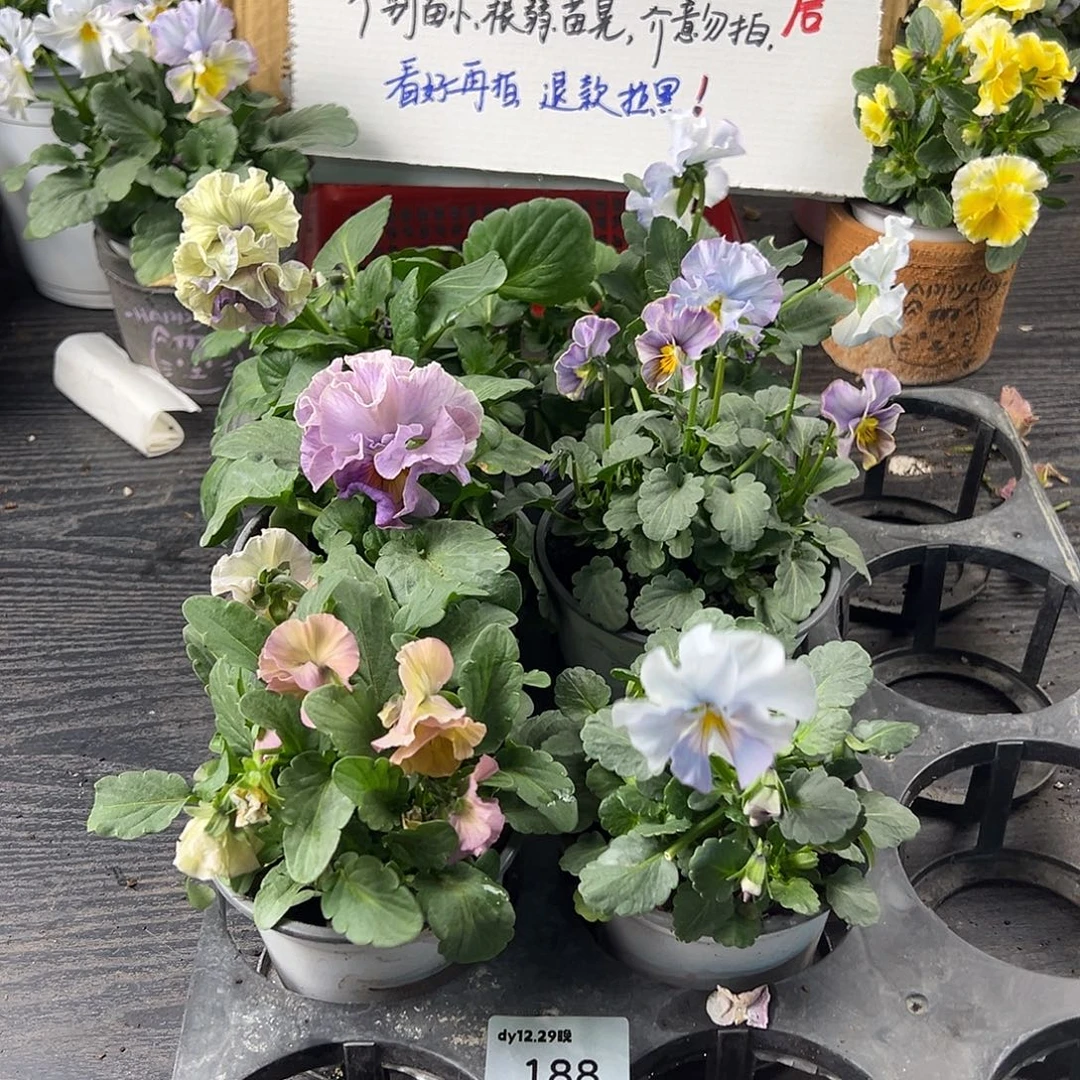 大部分花苞少量开放188号