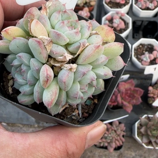 107阿尔巴美尼多肉多肉多肉