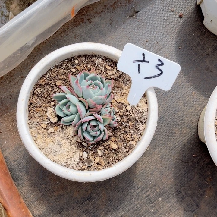 晨语多肉一物一拍3