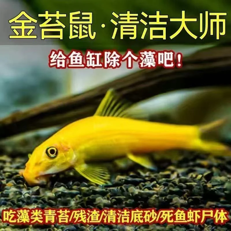 【渔场直销】好养耐活金苔鼠鱼淡水热带观赏草缸除藻清洁粪便工具鱼