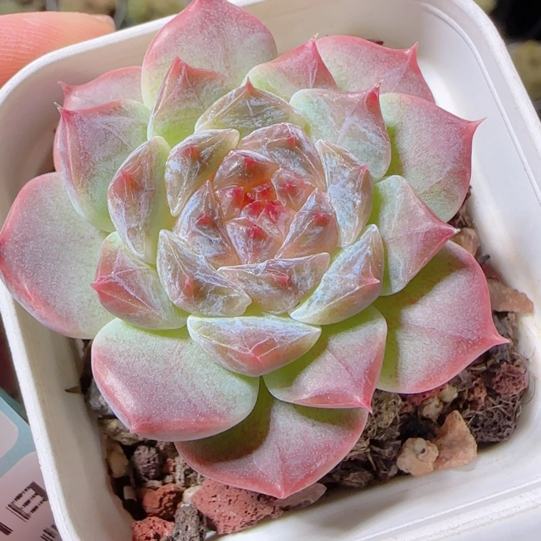 花语逸镜1101-109秘境冰魄