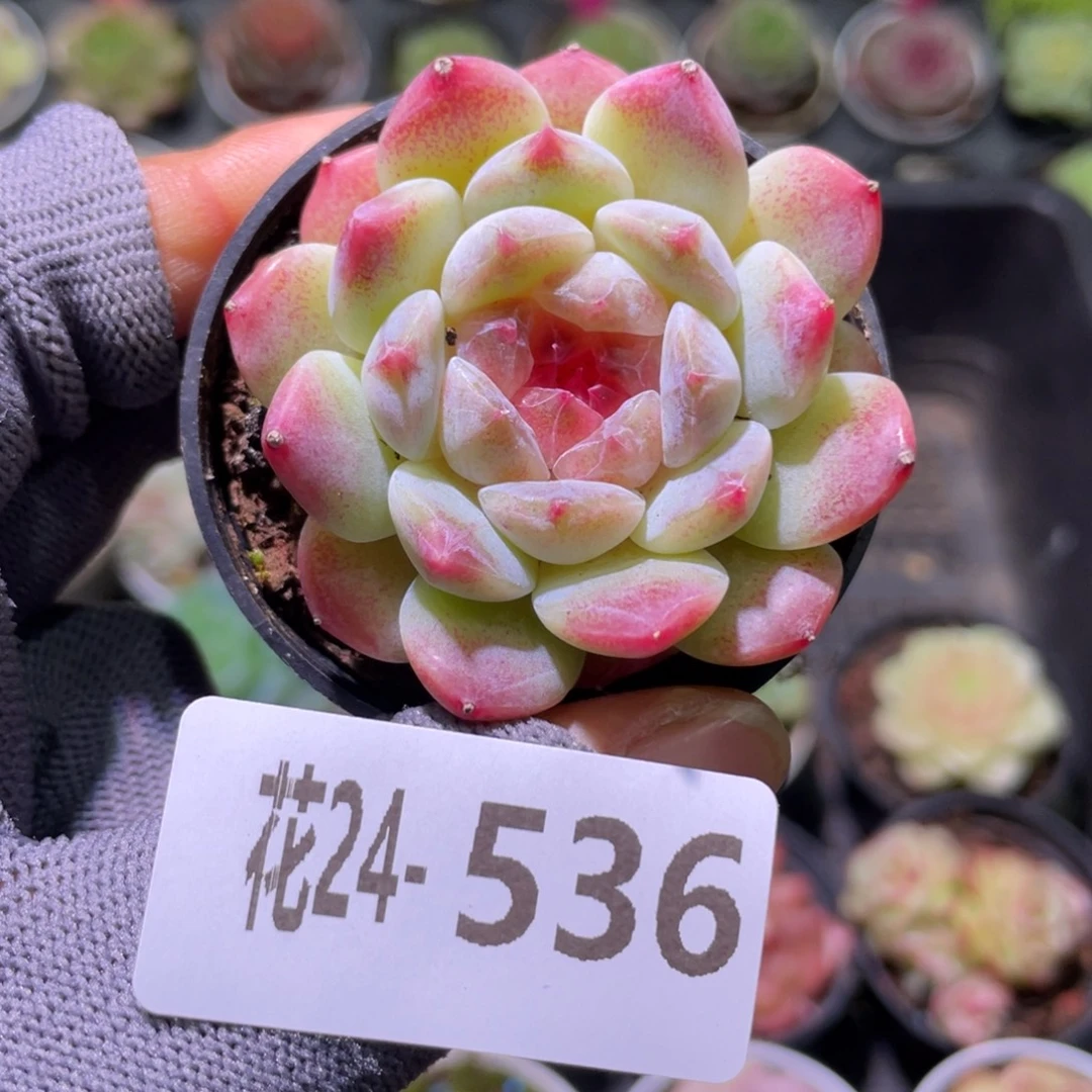 花利美24-536秘境冰魄