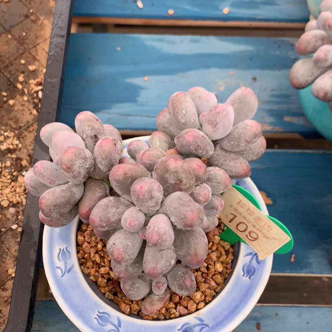 米可奶无砍老桩109