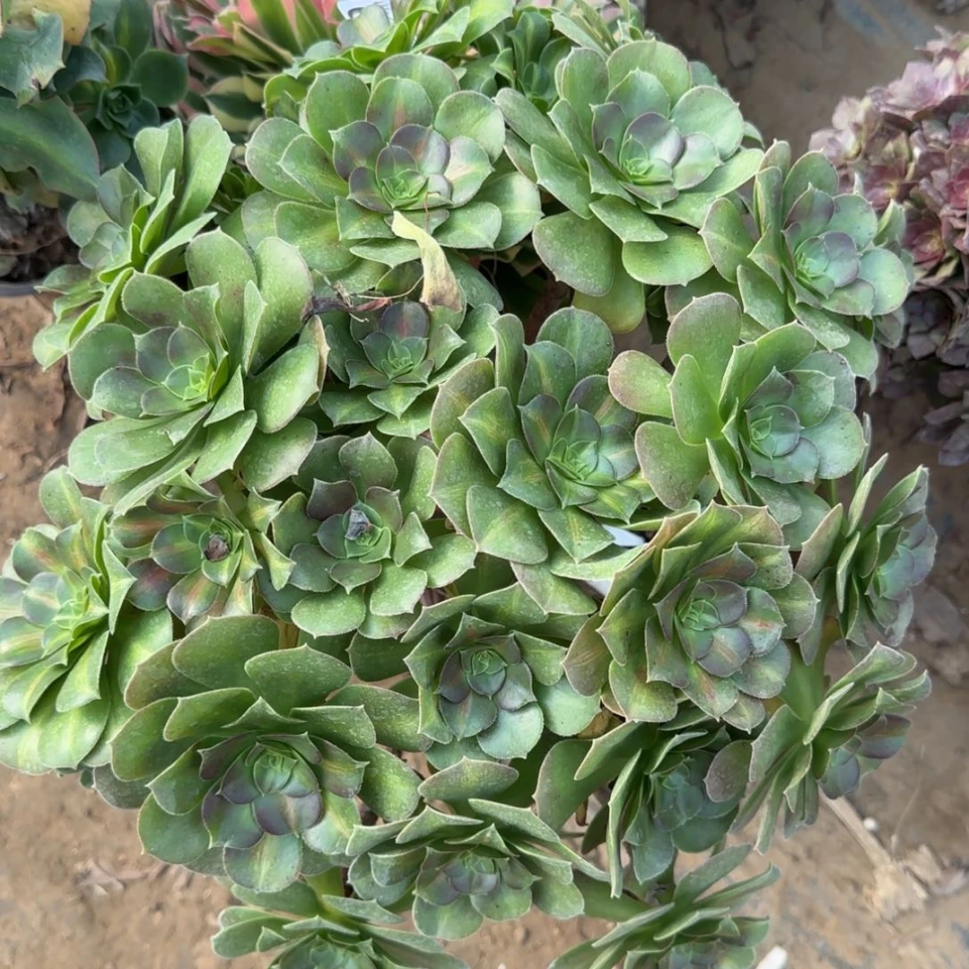 女巫中三年厚叶包邮断枝不包瑕疵