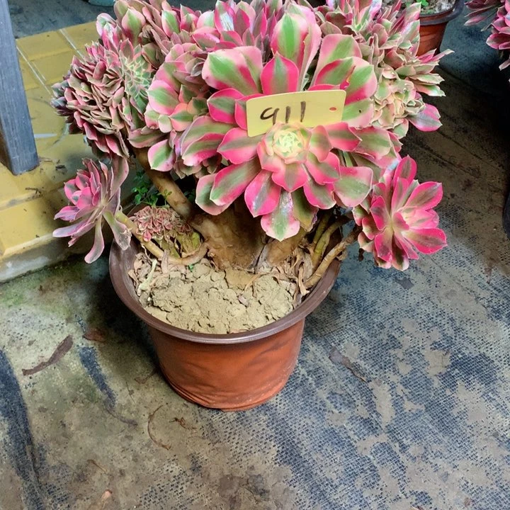 911粉女巫缀多肉一物一拍～