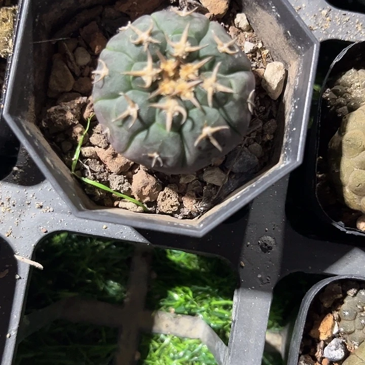 单头猫爪一颗包邮