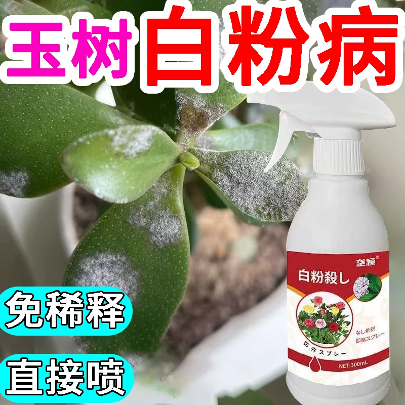 玉树白粉病专用营养液肥料喷剂防叶子发黄白斑掉叶黑腐黑斑病炭疽