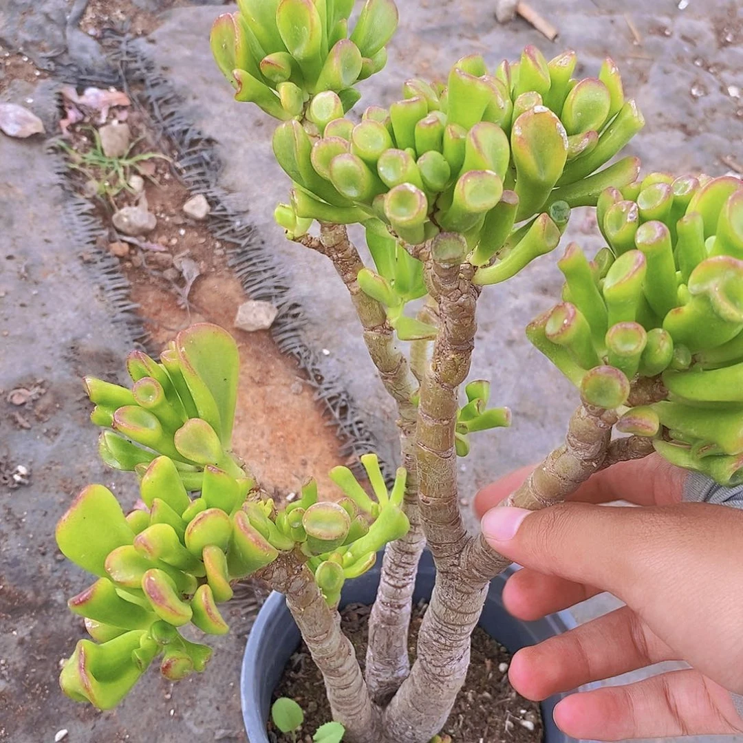 吸财树 多头群生