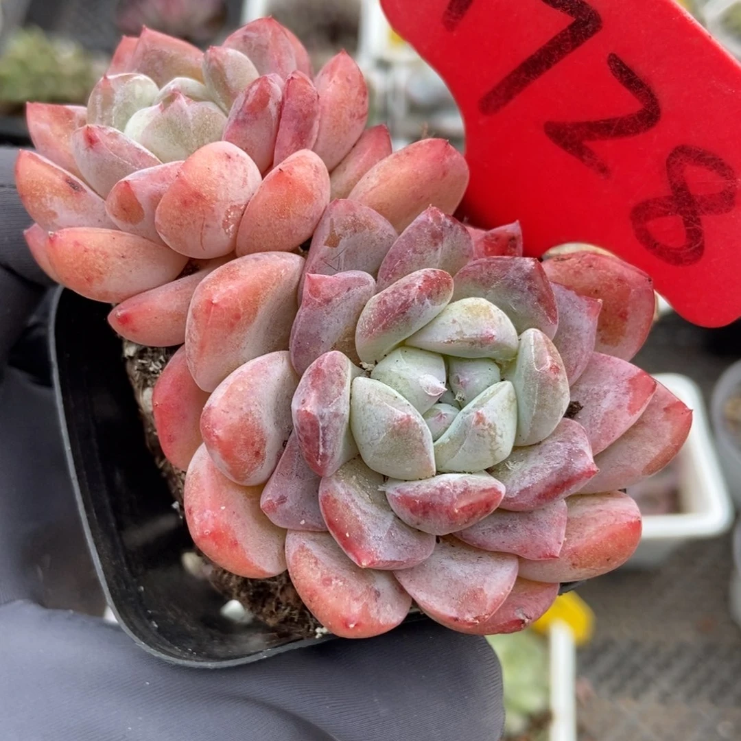 1728幻梦多肉植物多肉
