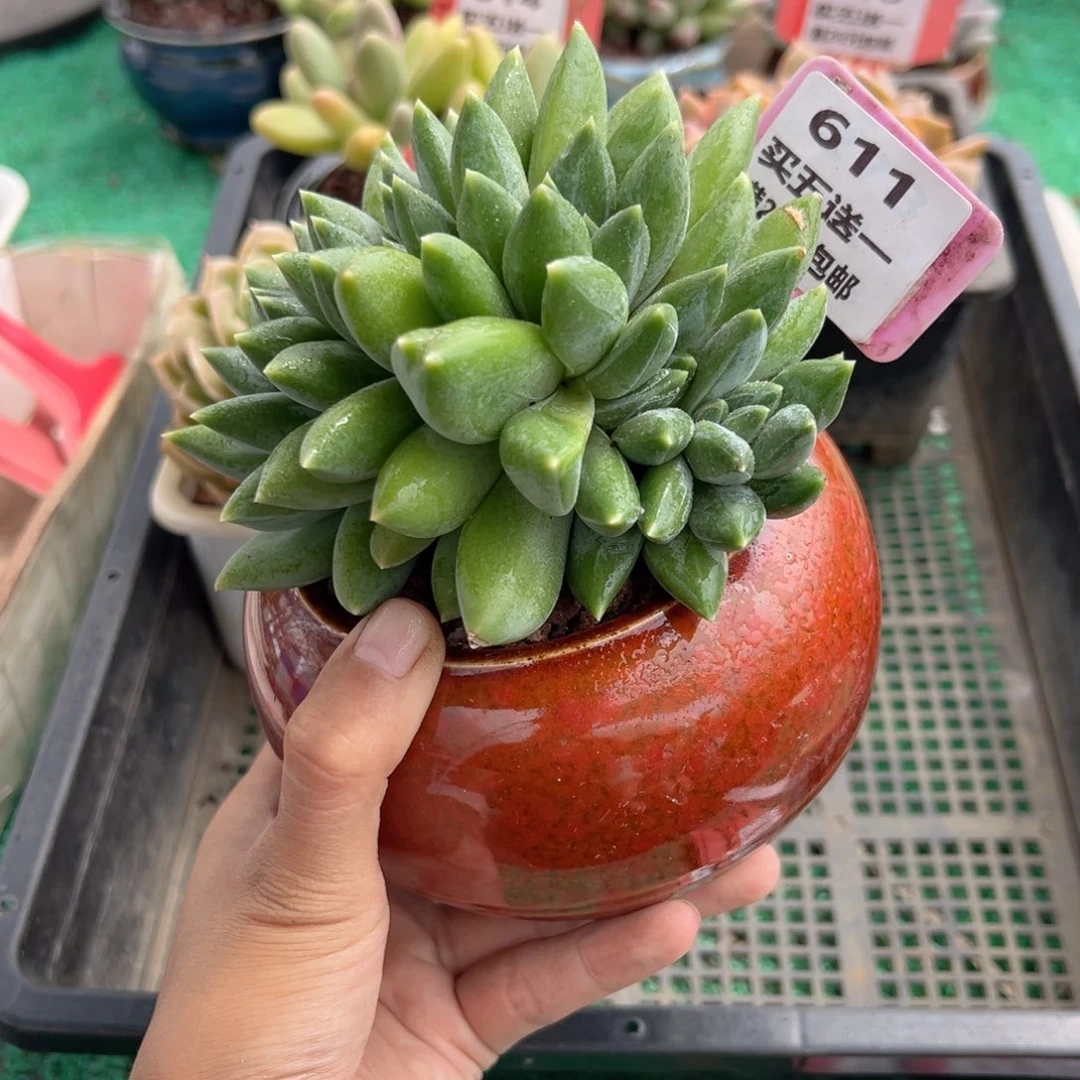 表妹精品多肉植物611.