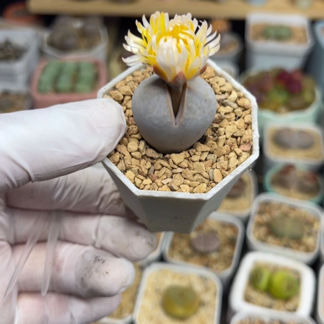 多肉植物一物一拍118