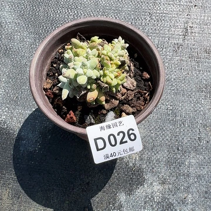 一**雨拇指仙女杯多肉植物