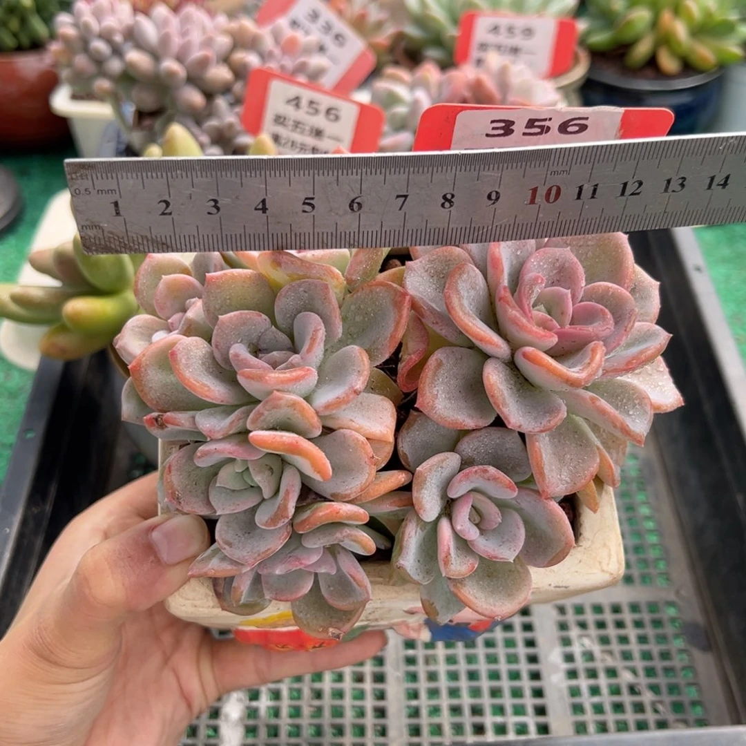 表妹精品多肉植物356.