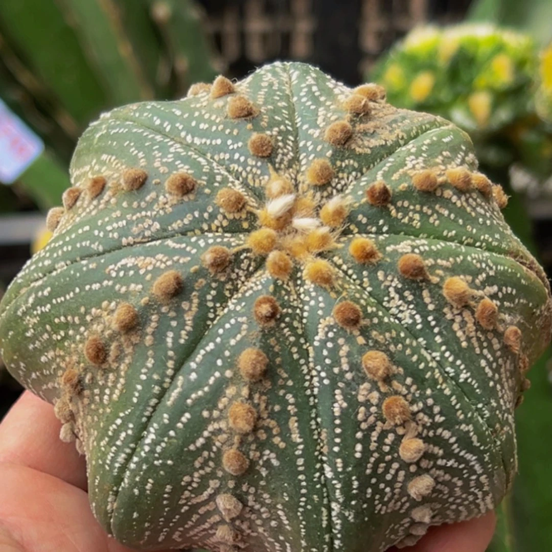 无花朵福利盐田海星兜529有干疤（10.3）