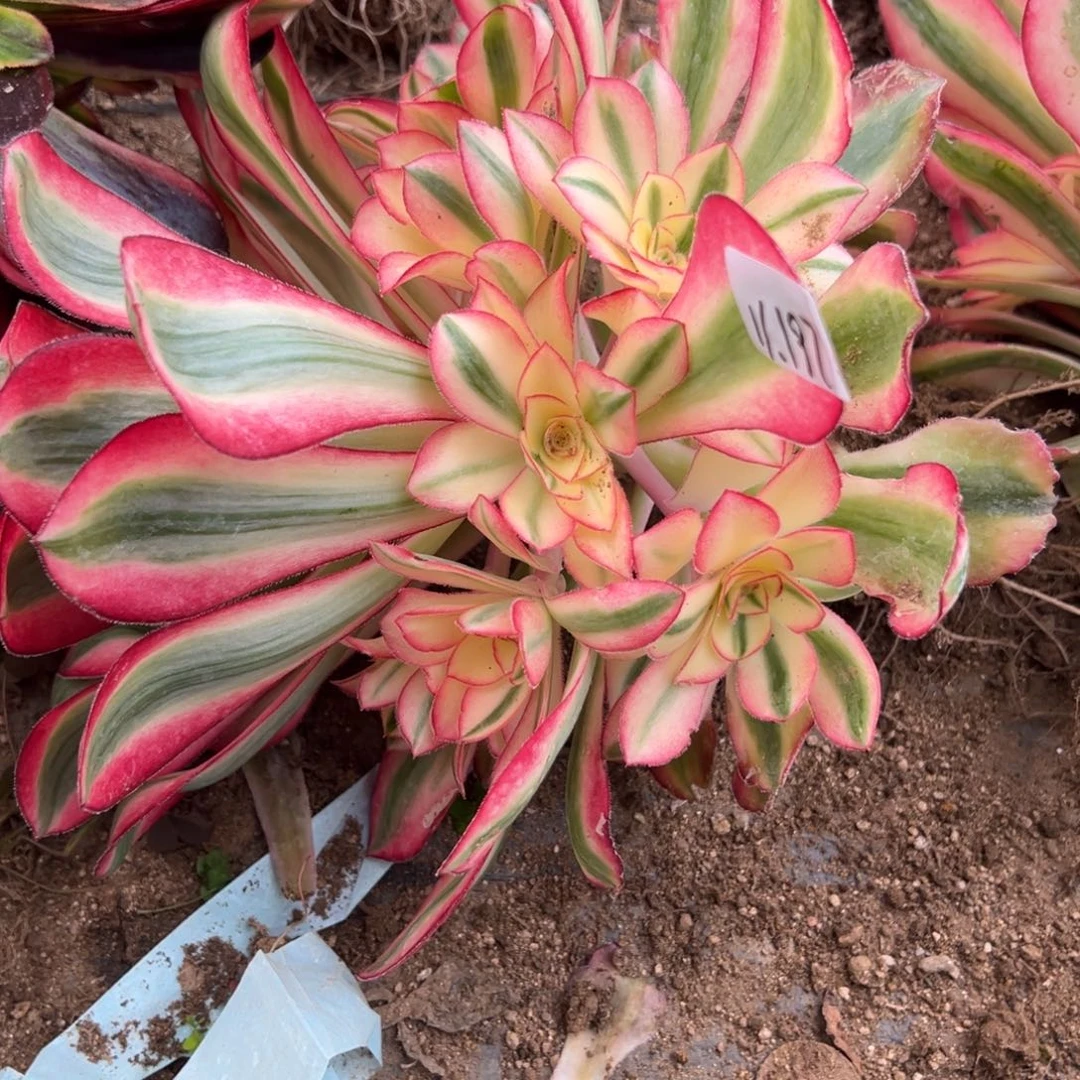 197爱丽丝多肉多肉多肉