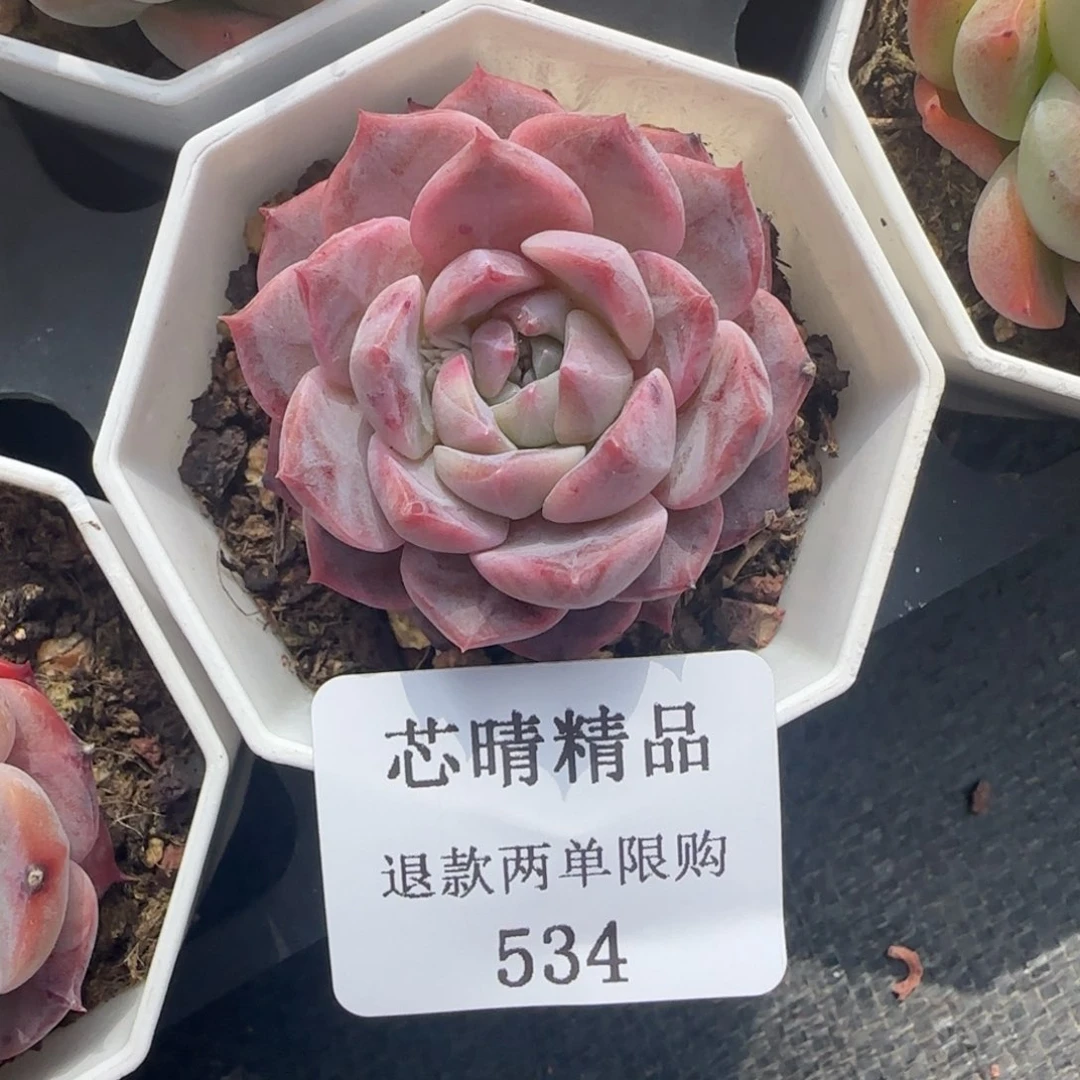 闪购精品多肉534号