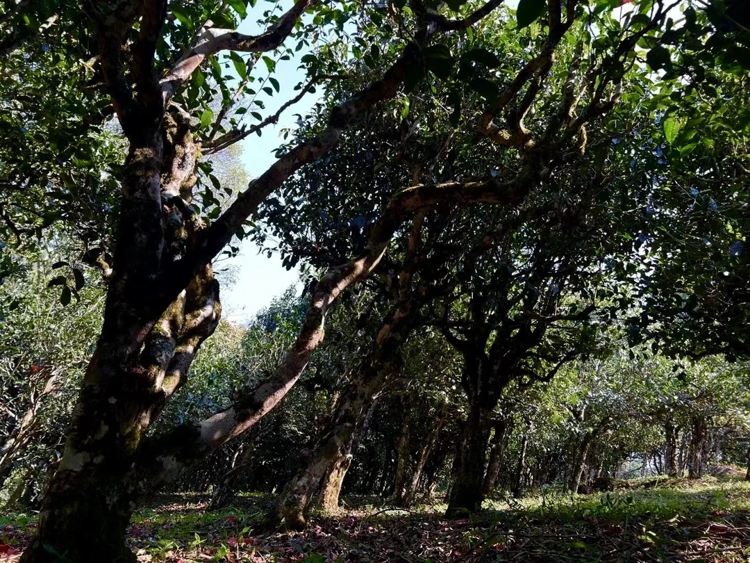 布朗青饼200g普洱生茶