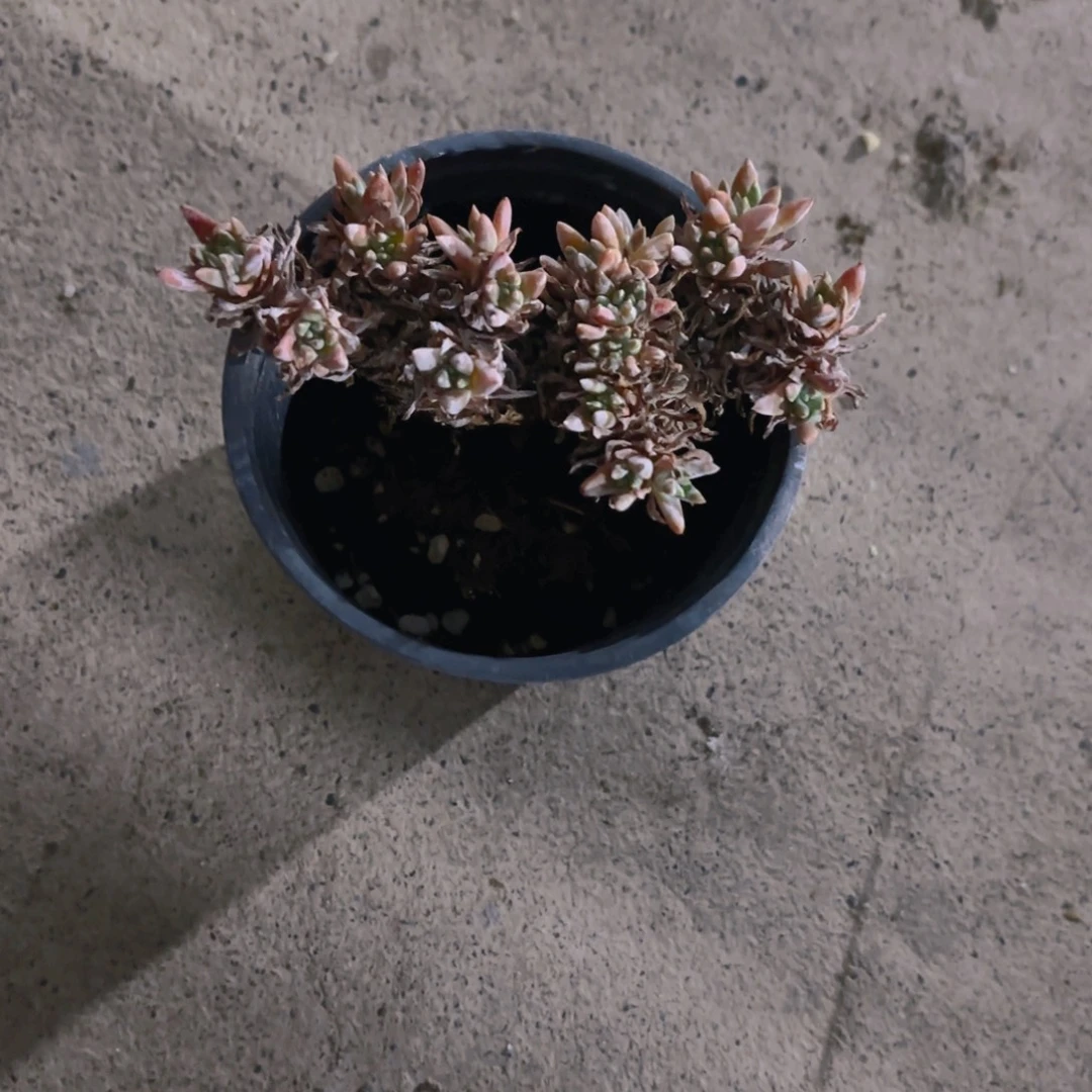 ***ㅤ白菊新疆包邮9cm新疆包邮