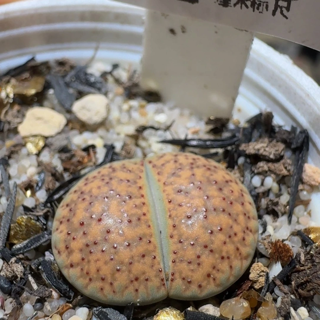 Ssss精品生石花1230