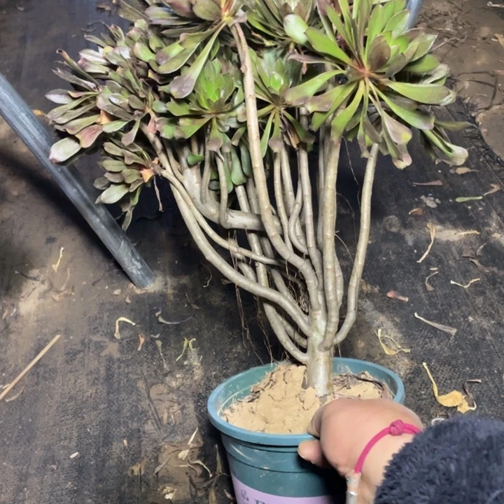 36灰法师多肉多肉植物多肉