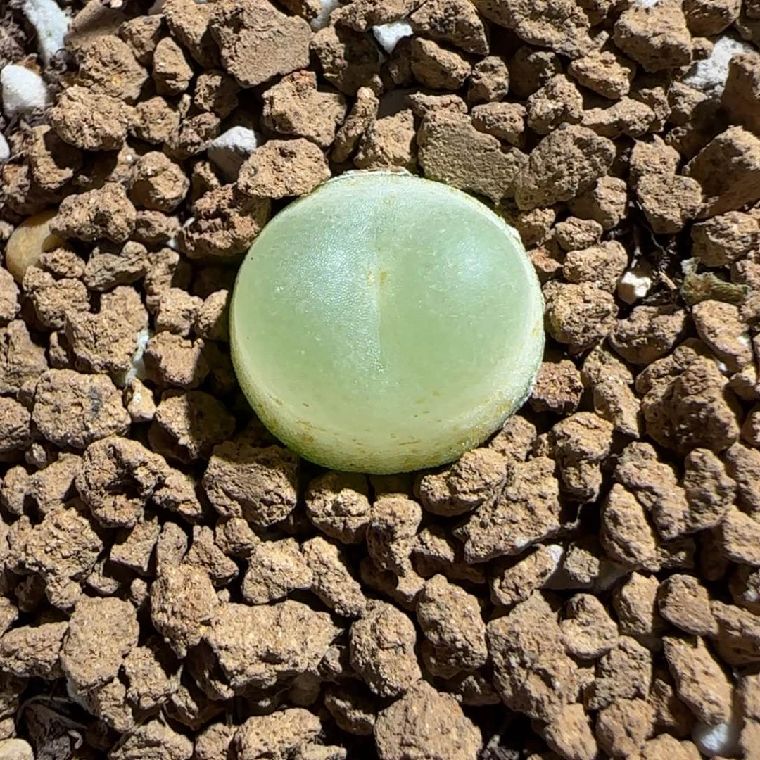 肉锥多肉植物组合-日式拉登1307