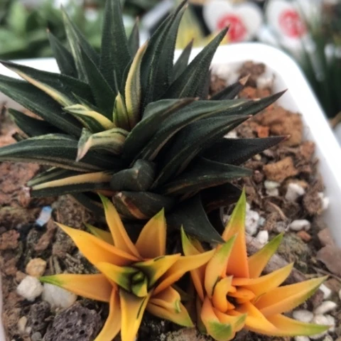 象牙塔锦带盆发货哈哈哈