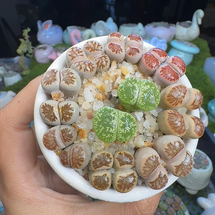 多肉植物福利冲1035