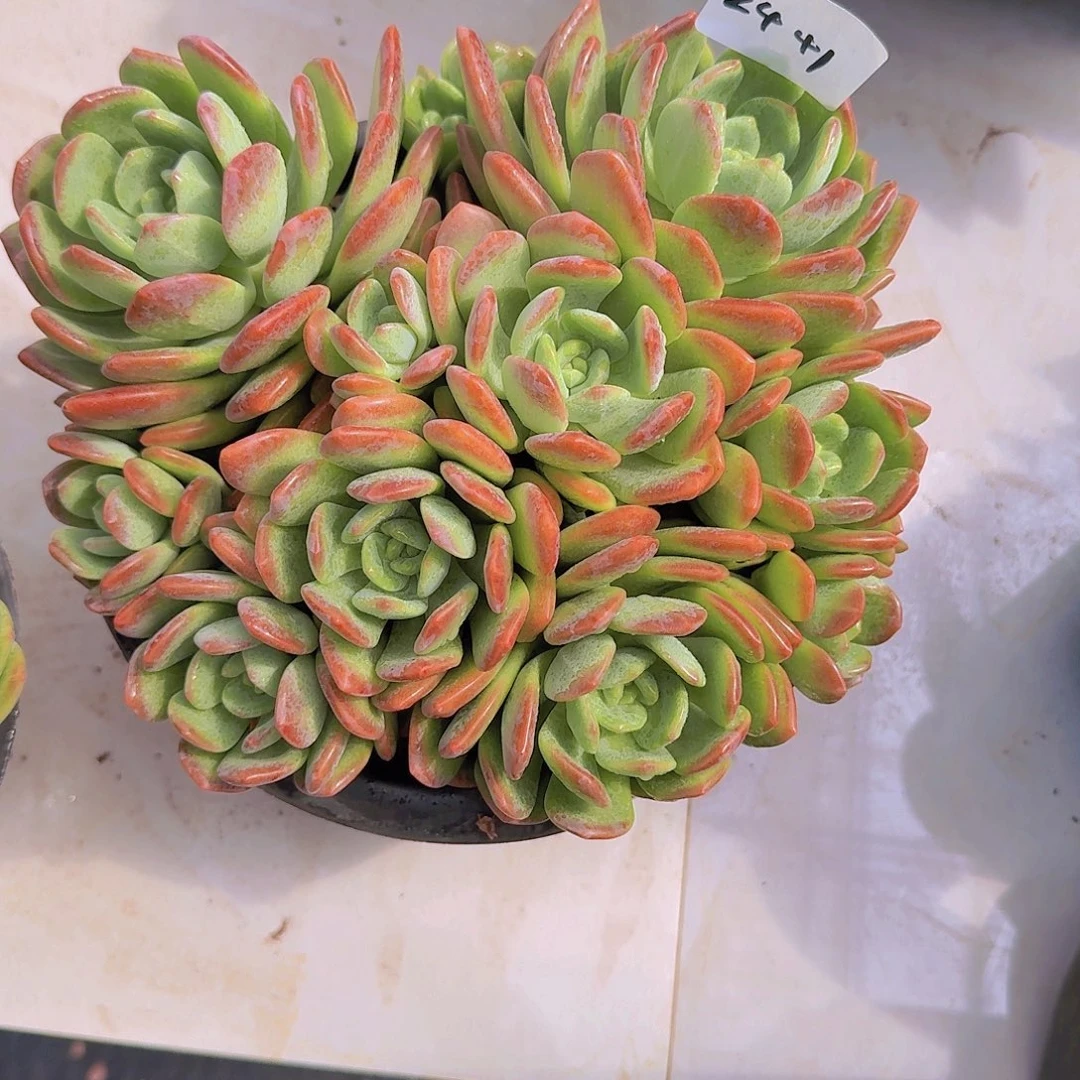 春***妮2441拉萨多肉植物