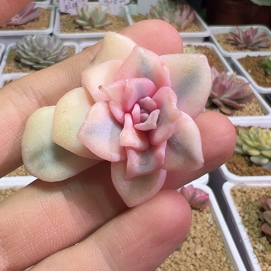饺子皮侧芽多肉植物