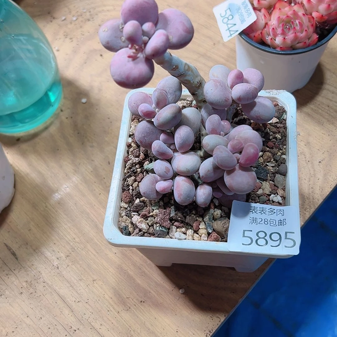 多肉一物一拍5895