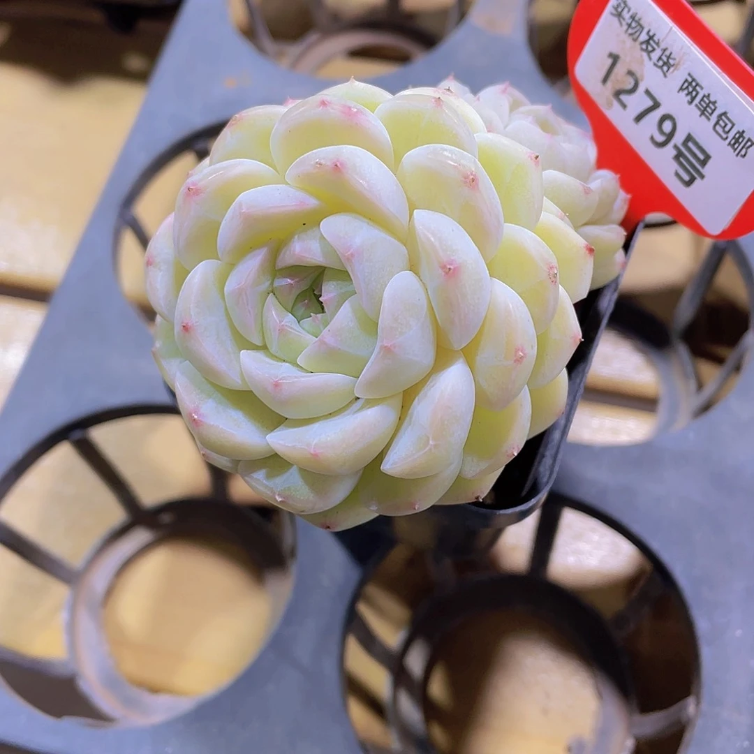 1279号 大双头白桃汽水