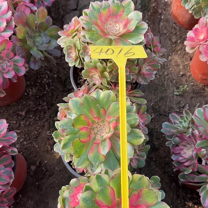 果***妹4076---荔枝多肉植物