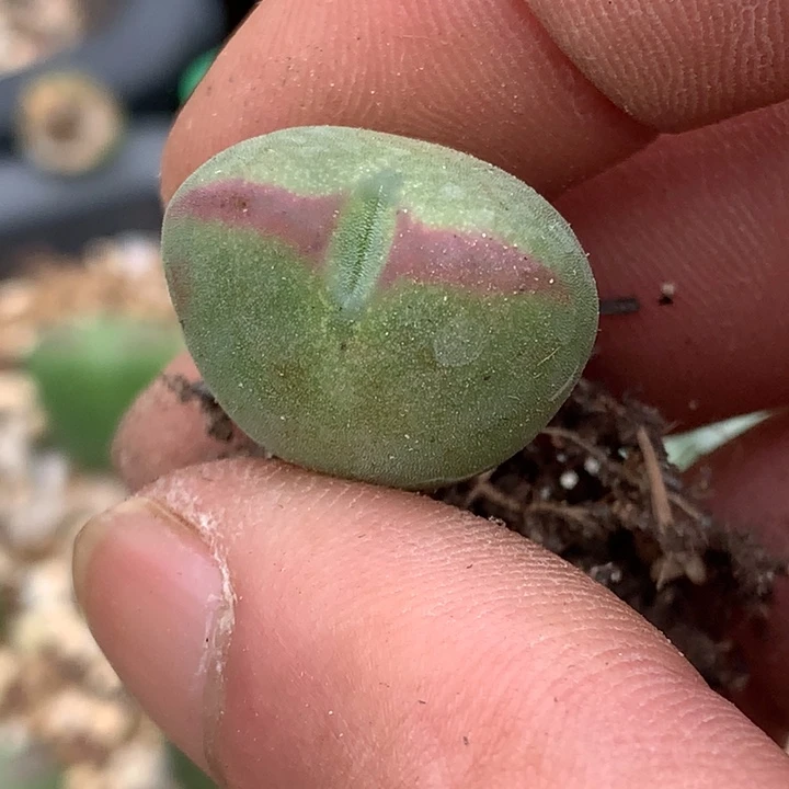 薇*精品多肉植物大战僵尸先生