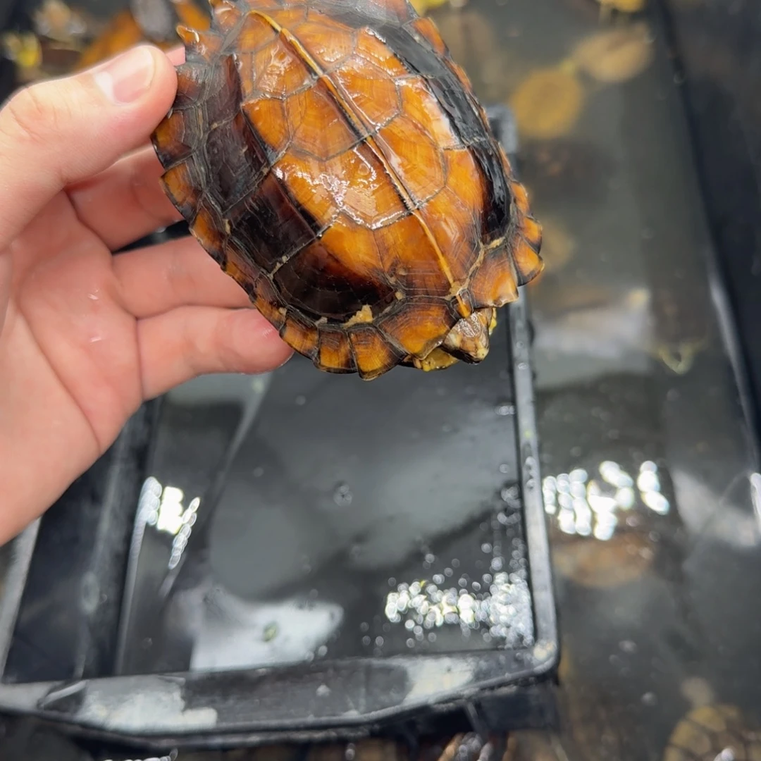 不分公母宠物龟剧缘