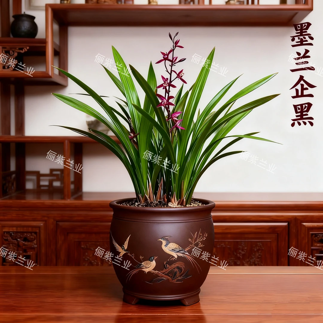 墨兰企黑-10苗原盆原土浓香型易养活名贵适合室内养殖春节花开