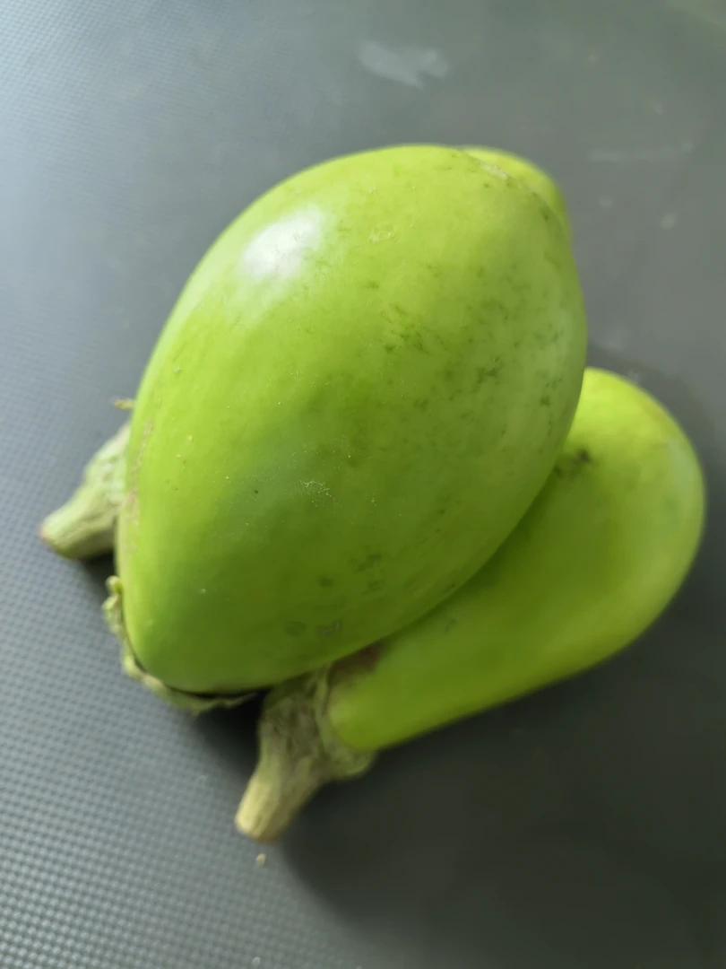 湖北松滋农家菜园露天新鲜青茄子现摘现发青茄子