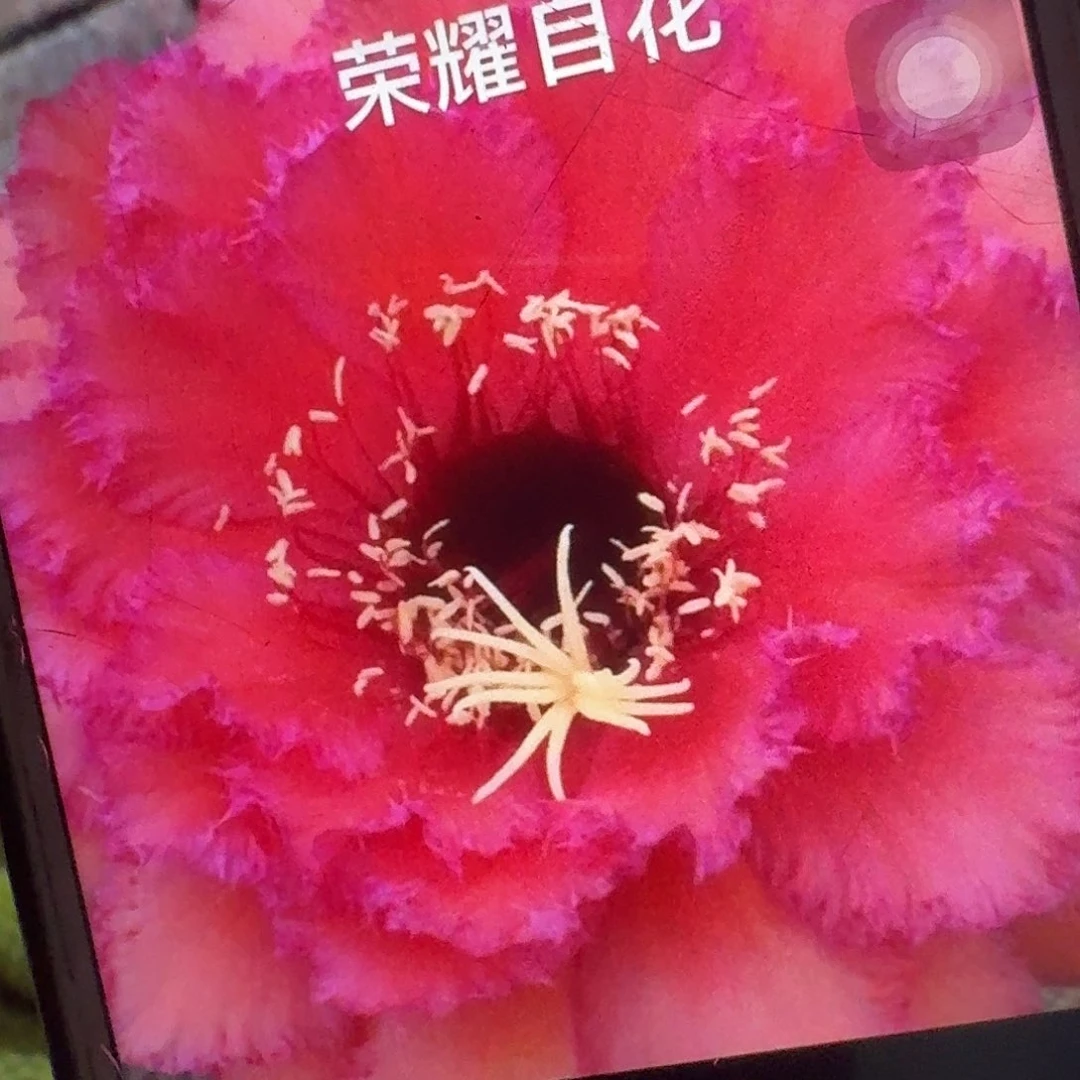 荣耀自花侧芽5公分毛花柱