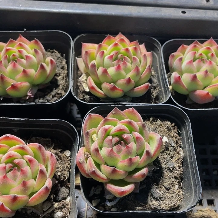 月亮石2.8带盆土