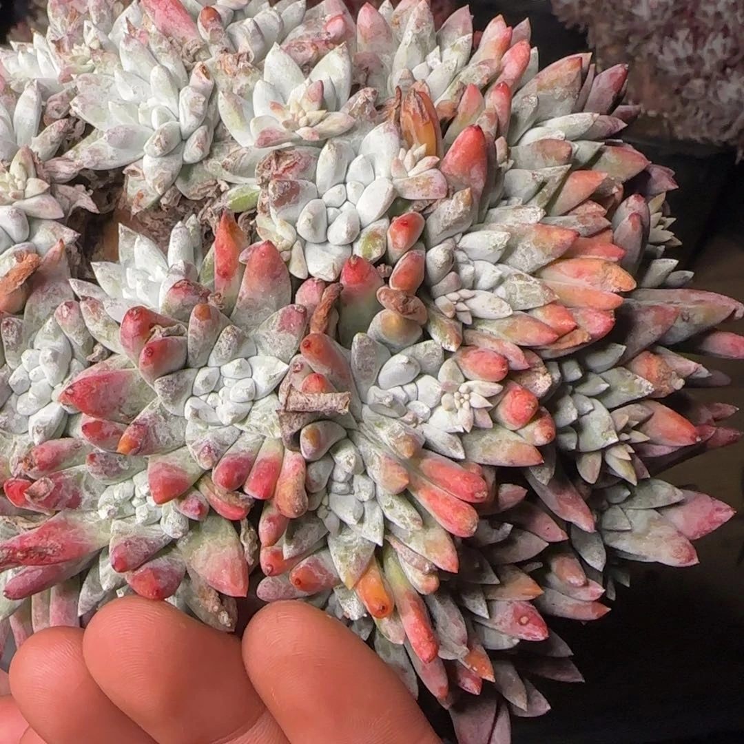 爱*20250131w爱莲姐