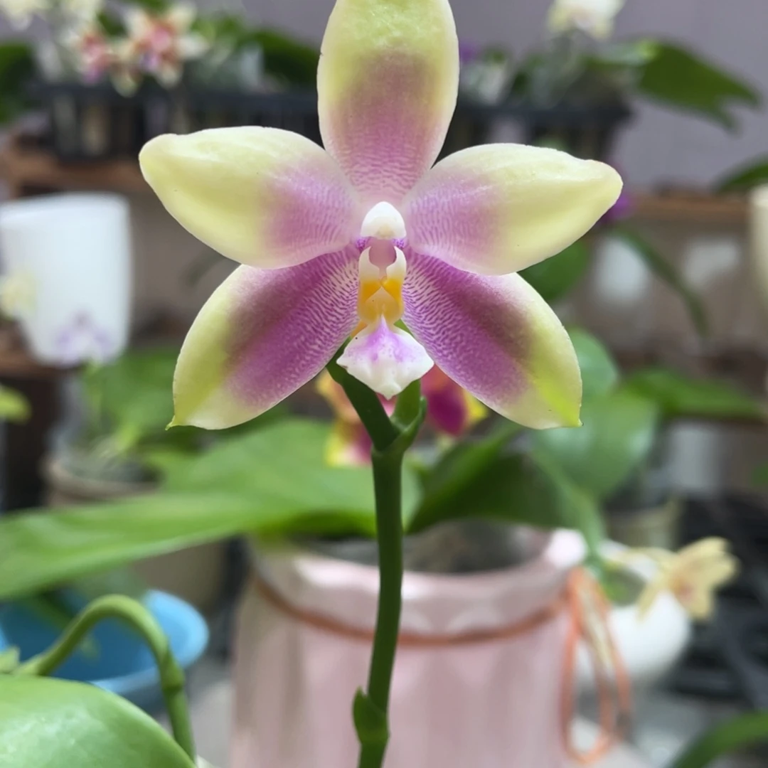 完全开放09叶瑕花期不保