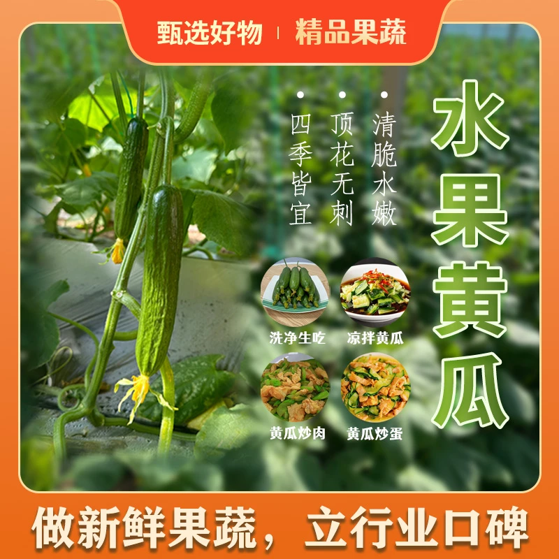 山东寿光水果黄瓜生吃脆新鲜荷兰青瓜当季无刺小黄瓜寿光蔬菜