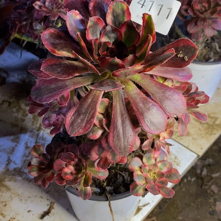 香奈儿多肉断头不包4111